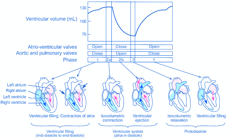 Ventricular volume 1 1 Cardiac Cycle & Pressure Volume Loop Focused Notes
