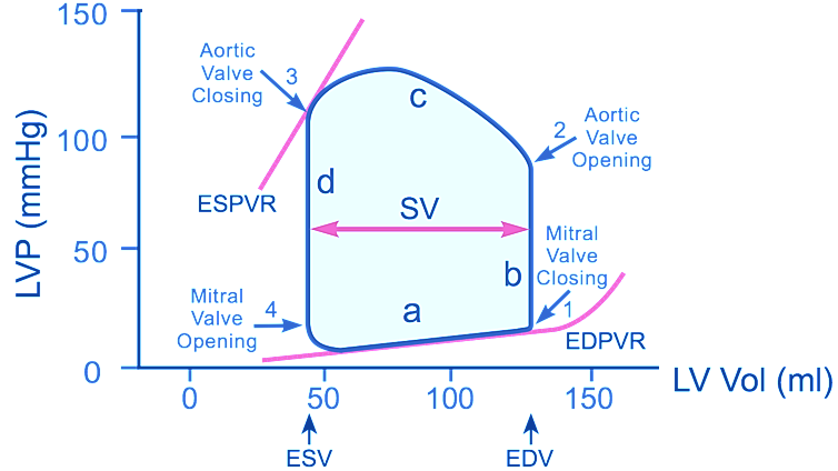 Ventricular volume 1 Cardiac Cycle & Pressure Volume Loop Focused Notes